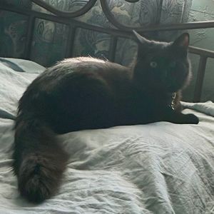 Meet your Posher, Joy